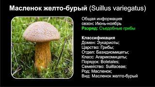 Масленок желто-бурый (Suillus variegatus)