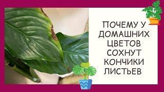 ВНИМАНИЕ! СОХНУТ КОНЧИКИ ЛИСТЬЕВ У РАСТЕНИЙ? НАДО СРОЧНО ПРИНИМАТЬ МЕРЫ!