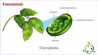 Fotosíntesis y quimiosíntesis P1