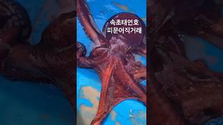 #피문어 #피문어직거래 #참문어 #참문어직거래