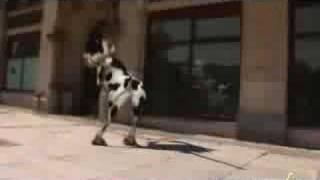 vache qui dance