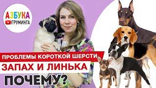 Груминг мопса. Короткая шерсть - линька и как убрать запах.