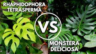 Rhaphidophora Tetrasperma VS Monstera Deliciosa | How To Differentiate?
