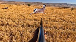 VURDUĞUM KEKLİK TEKRAR CANLANDI SEZON AÇILIŞI KEKLİK TAVŞAN AVI 2024 Partridge Rabbit Hunting