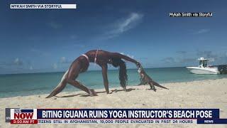 Video: Iguana bite ruins woman’s yoga pose