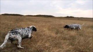 Bıldırcın avı - Setter Ferma (  Slow Motion ) Özel Çekim