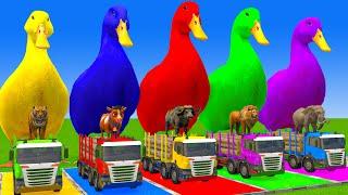 5 Giant Duck Cartoon,Cow,Elephant,Tiger,Lion,Dinosaur,Paint Wild Animals Crossing Fountain Animation