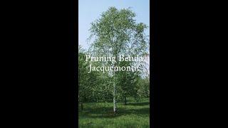 Pruning betula Jacquemontii