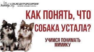 Как понять, что собака устала? Учимся понимать вашу собаку и ее мимику