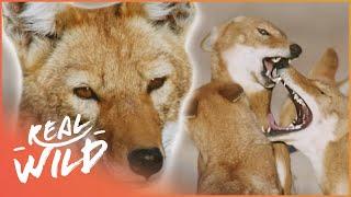 Wolf Separated From Pack & Forced To Fend For Itself | Megeti: Africa's Lost Wolf | Real Wild