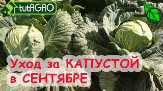 ГЛАВНОЕ ДЛЯ КАПУСТЫ В СЕНТЯБРЕ! Вот что надо сделать для урожая капусты, чтобы была вкусная и лежкая