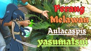 Tutorial membasmi kutu aulacaspis yasumatsui pada pohon sikas #serangga #plant#garden