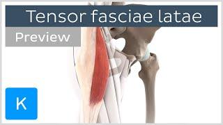 Functions of the tensor fasciae latae (preview) - Human Anatomy | Kenhub