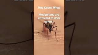 Hey Guess What #mosquito #facts #interestingfacts