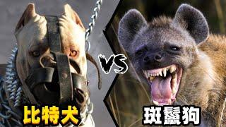 比特犬vs斑鬣狗，当老虎克星遇到肛肠科主任，谁会笑到最后呢？