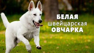 БЕЛАЯ швейцарская ОВЧАРКА. Плюсы и минусы породы БШО WHITE SWISS SHEPHERD DOG