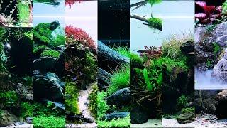 Green Aqua Planted Tank SHOWROOM TOUR | 2021