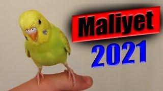 Muhabbet Kuşu Almanın Maliyeti 2021 - 2020