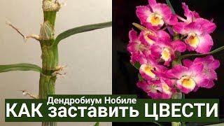 орхидея ДЕНДРОБИУМ после цветения и КАК ЗАСТАВИТЬ ЦВЕСТИ Dendrobium nobile