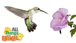 * HUMMINGBIRD * | Animals For Kids | All Things Animal TV