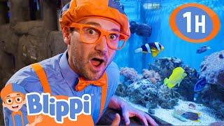 Blippi Visits an Aquarium (Boise)! | 1 HOUR OF BLIPPI TOYS! | Sea Animal Videos for Kids