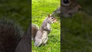 squirrel eating  #squirrel #music #cute #friendship #naturesbeauty #peace #world #nature #reels