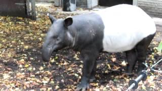 This is what a Tapir sounds like.....