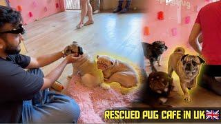 Rescued Dogs(Pug)Cafe in LondonUnited Kingdom 