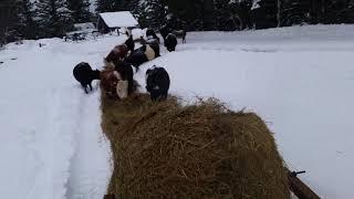 Feeding cattle with the new hay unroller.