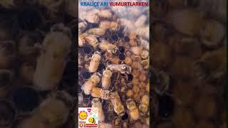 KRALİÇE ARI YUMURTLARKEN - queen bee laying eggs