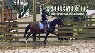 how i work with my young OTTBs| TB training series # 2