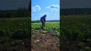 Potato Beetle Control: How to Protect Your Potatoes Effectively 🪲