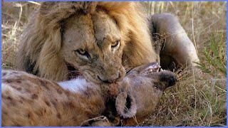 15 most amazing lion attacks caught on camera