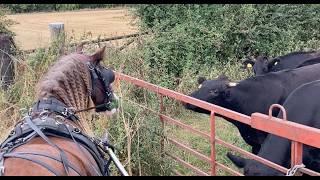 Confronting Cattle with a Driving Horse