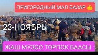 ЖАШ МУЗОО ТОРПОК БУКАЛАР ТАРТЫЛГАН ВИДЕО БИШКЕК ПРИГОРОДНЫЙ МАЛ БАЗАР  23/11/24/