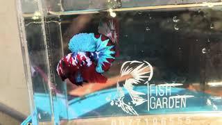 Top Grade Galaxy Betta Fish