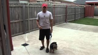 Dog Psychology: How to walk your dog