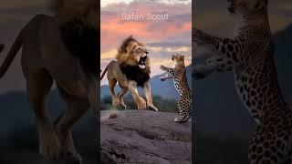 Lion vs leopard #wildrift #animallife #animals #wildanimals #wildlife #naturelovers #shorts #lion