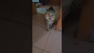 Cat Vs Man  #shorts #funny #comedy #viral