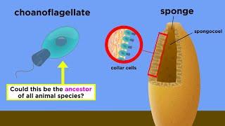 The Origin of Multicellular Life: Cell Specialization and Animal Development