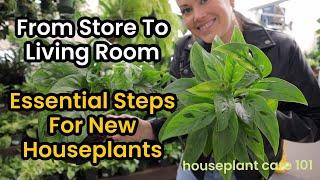 From STORE to LIVING ROOM: Essential Steps for NEW Houseplants & Plant Shopping -Houseplant Care 101