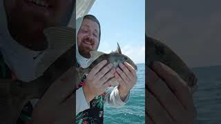 Triggerfish are always a crowd-pleaser. So cool how their dorsal fin works like that! 