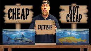 CATFISH from the CHEAPEST to the MOST EXPENSIVE!