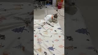 #beanbean #cute #cat #catteaser #likeshark