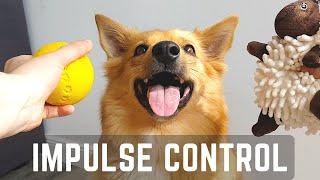 2 CHALLENGES FOR IMPULSE CONTROL - Icelandic Sheepdog Sara (Trick Dog Training)