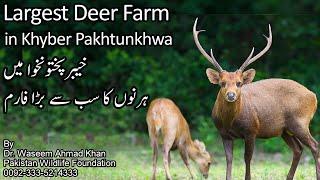 A Visit to The Largest Hog Deer Farm in Khairbar Pakhtunkhwa | Hiran Farm Ki Sair | Hog Deer