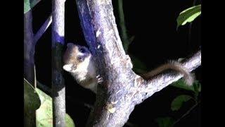 Ranomafana National Park, Madagascar   2018