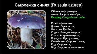 Сыроежка синяя (Russula azurea)