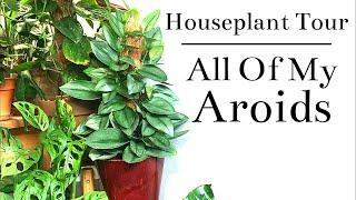 All Of My Aroids (Philodendron, Monstera, Etc.) | Houseplant Tour