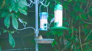 Bird Feeder